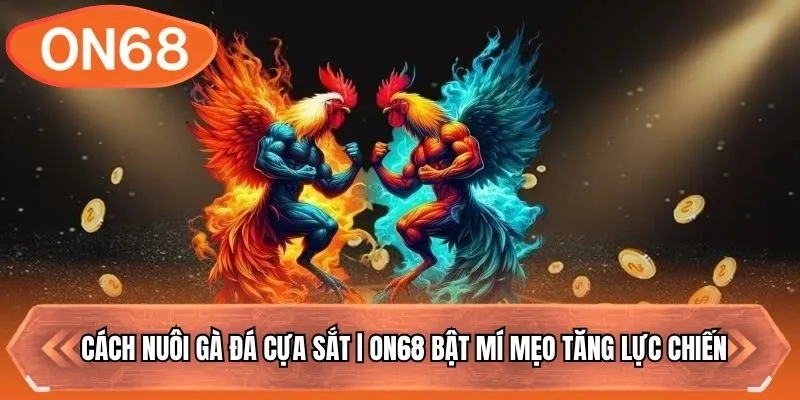 Cách Nuôi Gà Đá Cựa Sắt | ON68 Bật Mí Mẹo Tăng Lực Chiến
