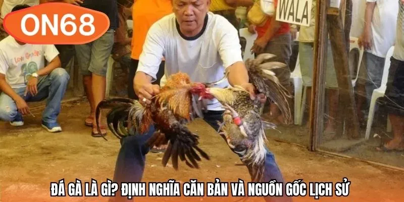 Đá gà là gì? Định nghĩa căn bản và nguồn gốc lịch sử