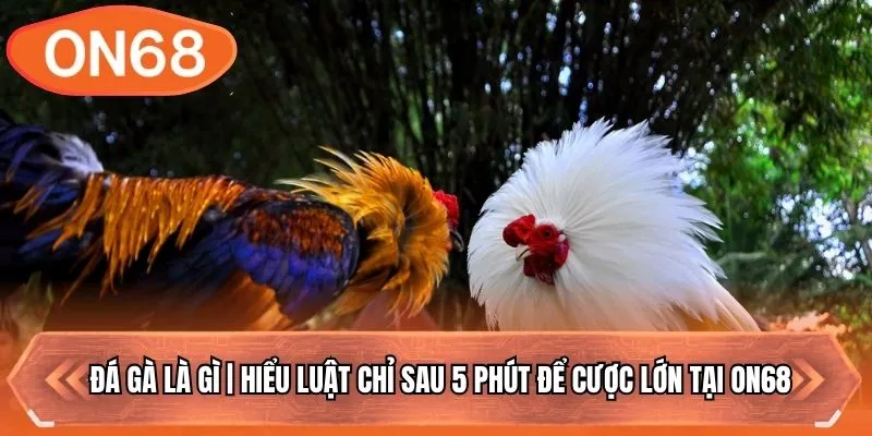 Đá Gà Là Gì | Hiểu Luật Chỉ Sau 5 Phút Để Cược Lớn Tại ON68