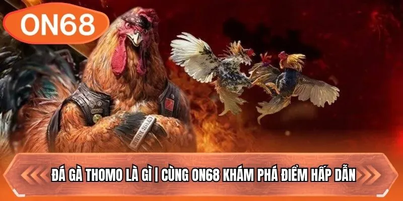 Đá Gà Thomo Là Gì | Cùng ON68 Khám Phá Điểm Hấp Dẫn