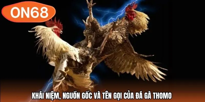 Khái niệm, nguồn gốc và tên gọi của đá gà Thomo