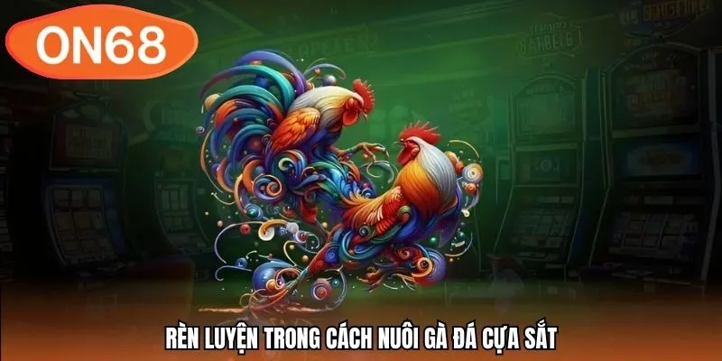 Rèn luyện trong cách nuôi gà đá cựa sắt